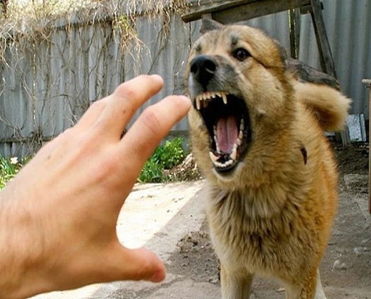 dog.jpg